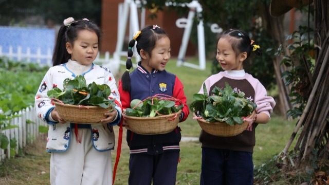 采摘蔬菜 勞有所獲